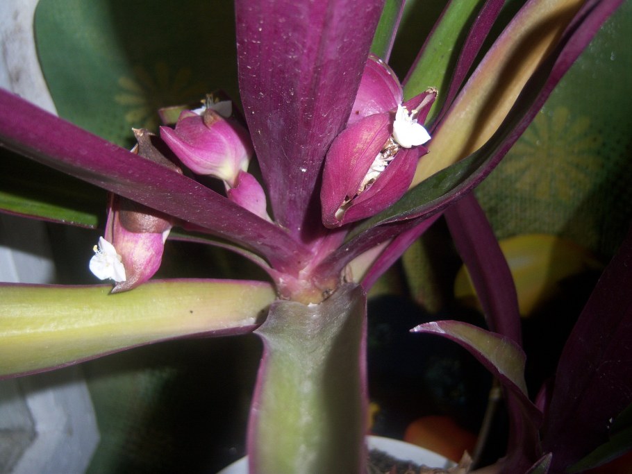 Оксалис Кислица треугольная бургунди