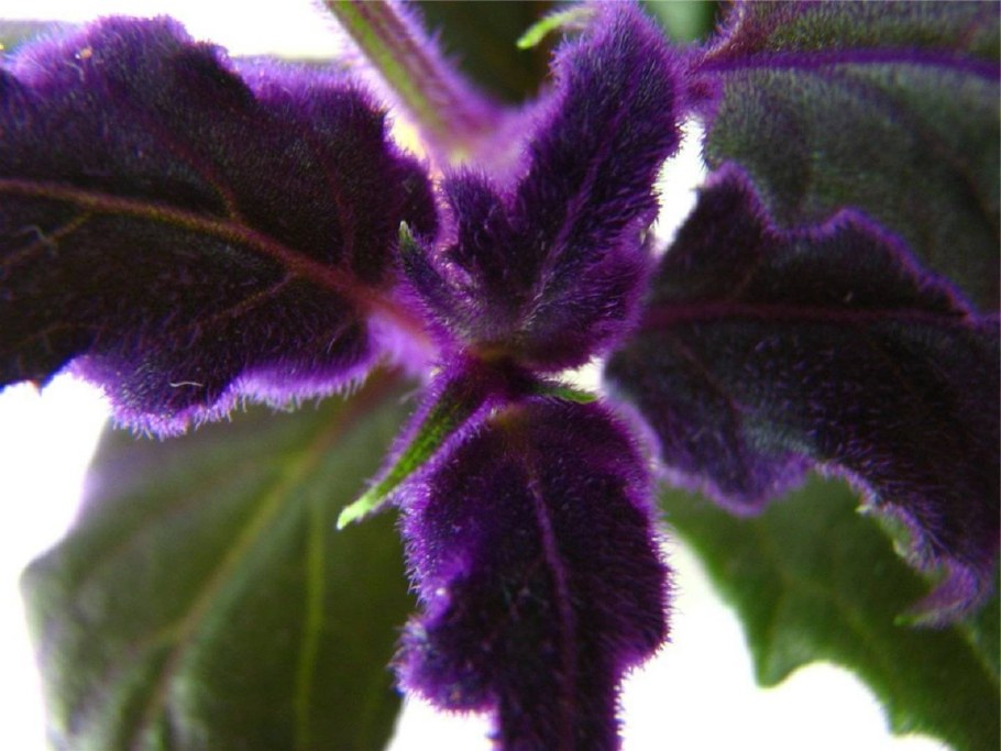 Калатея розеопикта Дотти