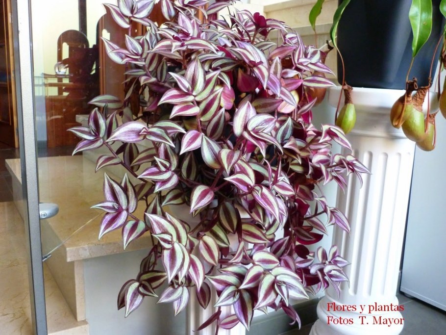 Традесканция покрывальчатая Рео