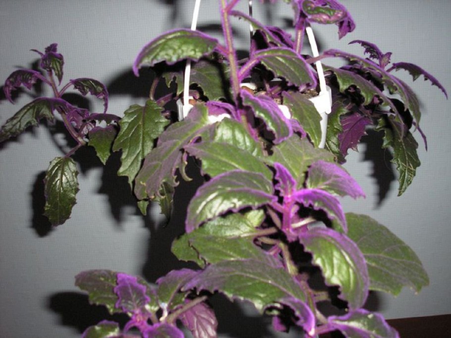 Гинура аурантика