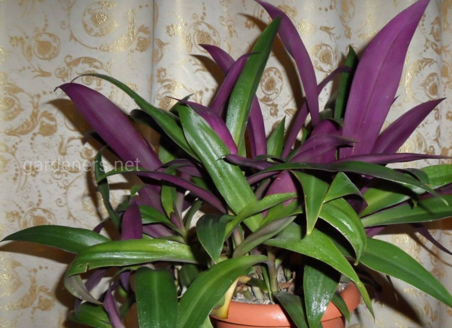 Колеус гинура