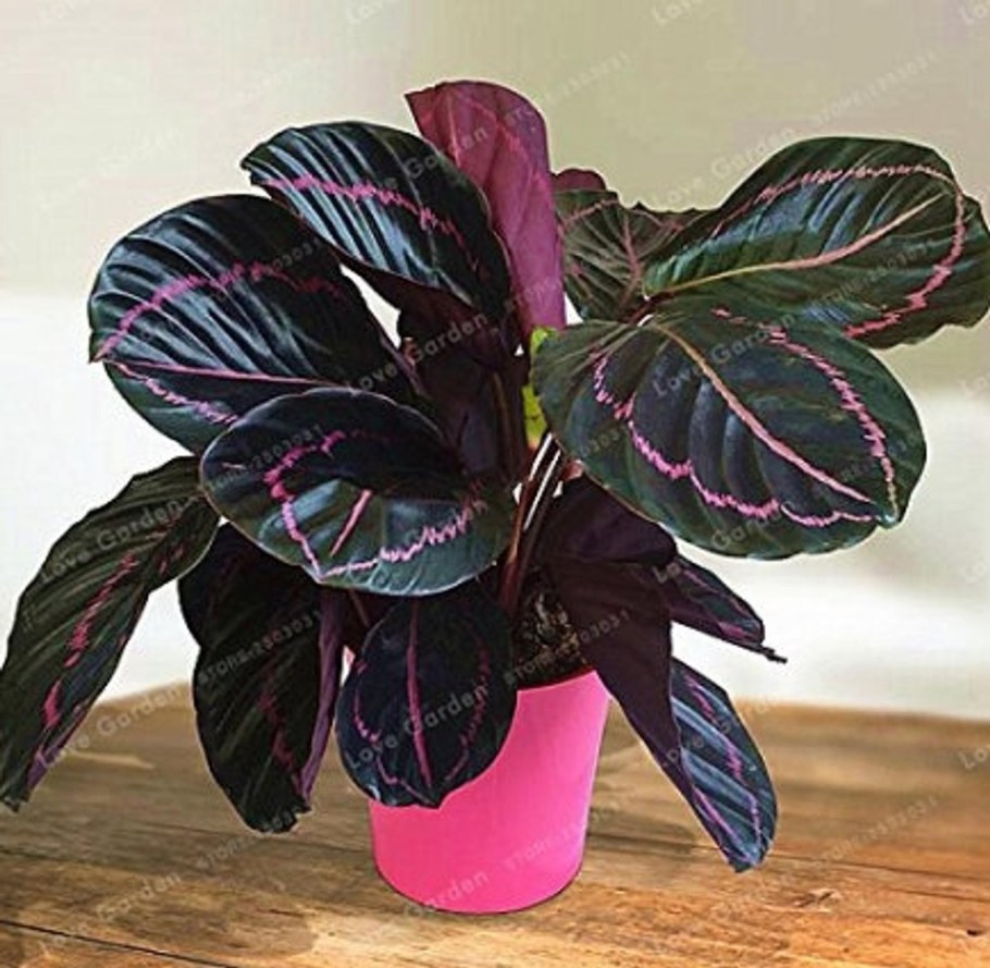 Традесканция Парпл Харт