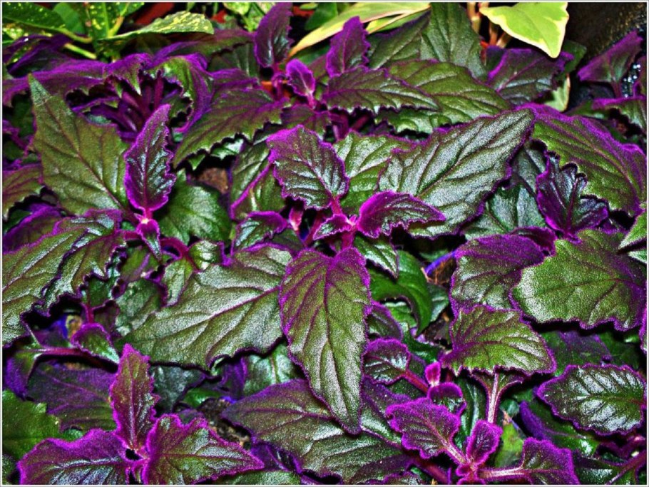 Традесканция зебрина Пурпуза