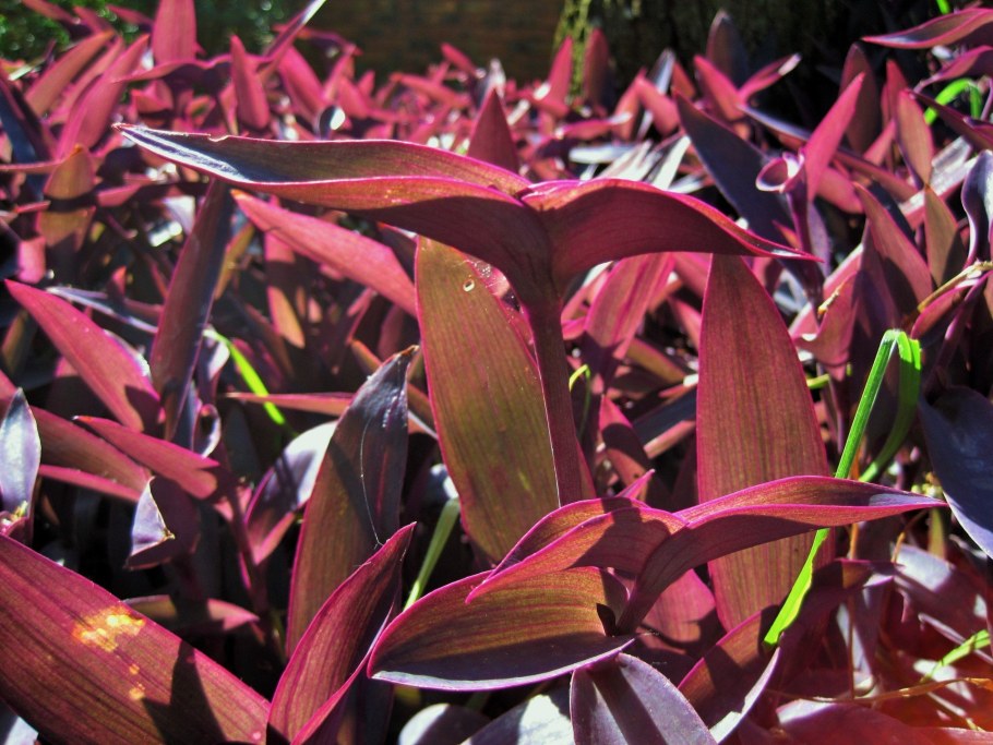 Гемиграфис трехцветный