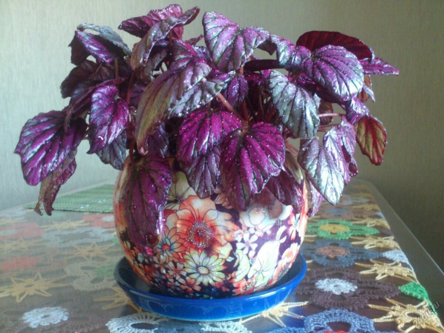 Сектреазия пурпуровая