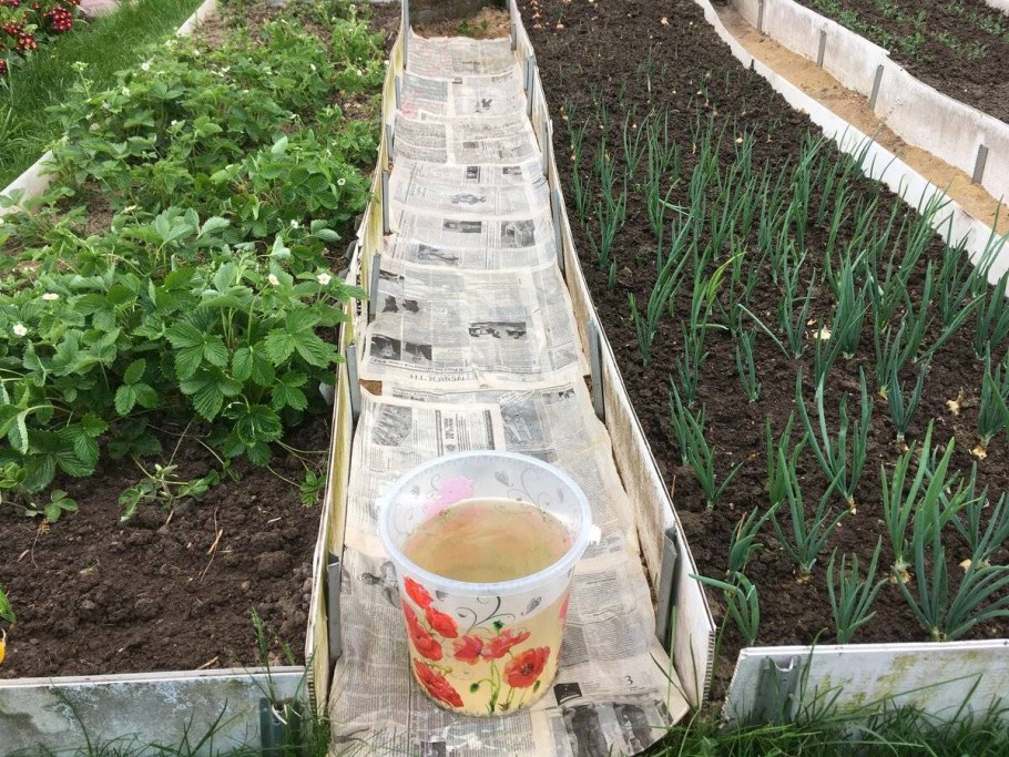 Картон между грядками