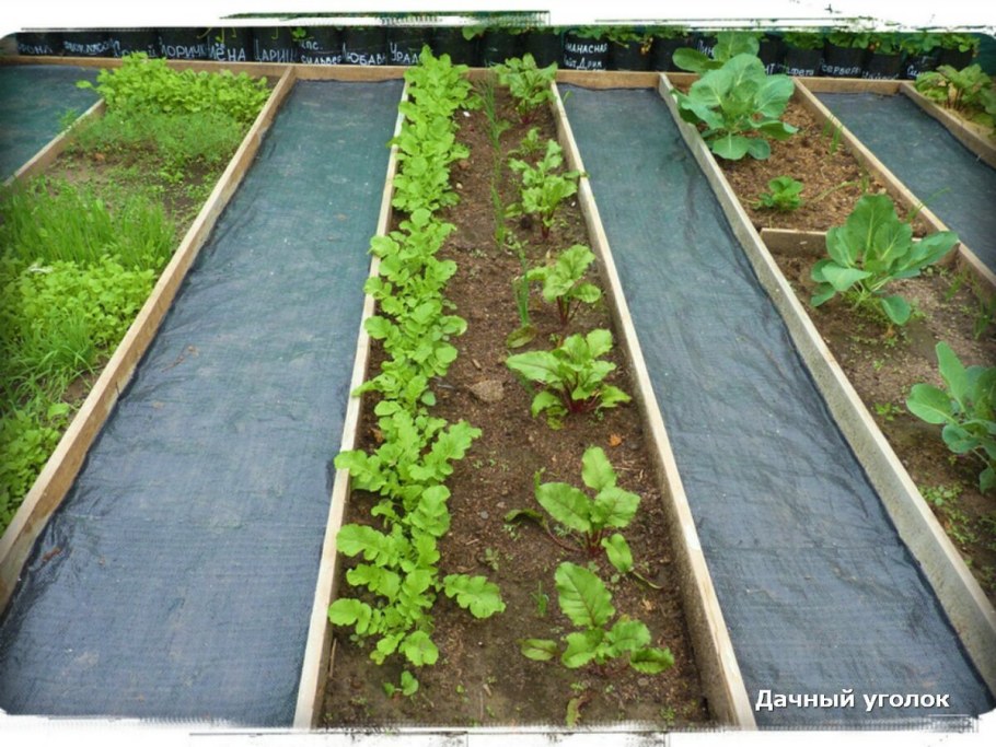 Дорожки меж грядок