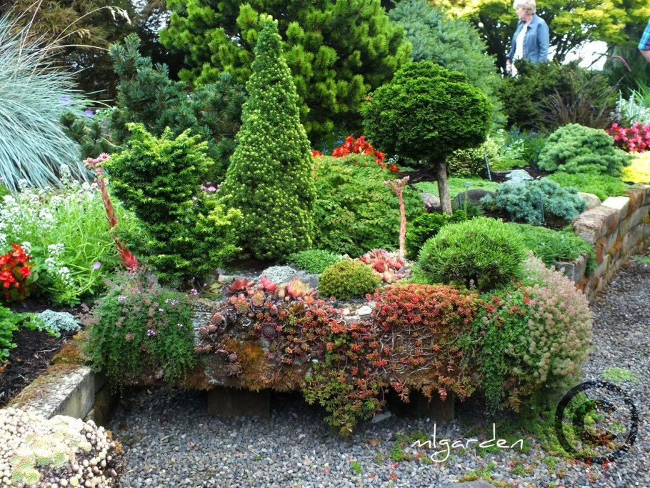 Туя Смарагд и Даника в ландшафте