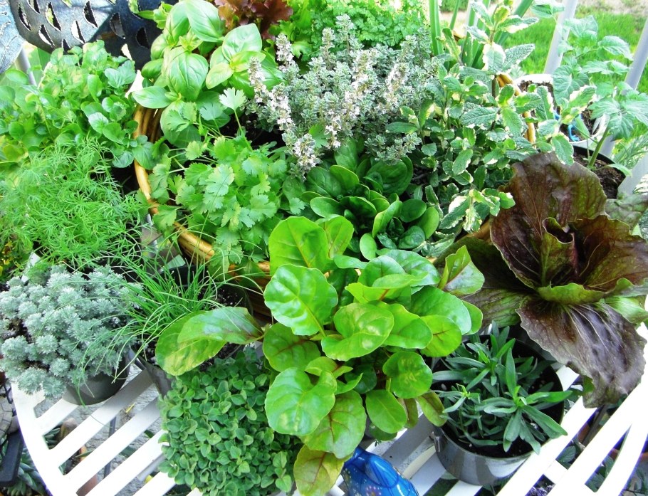 Миксбордер лекарственные растения Аптекарский огород