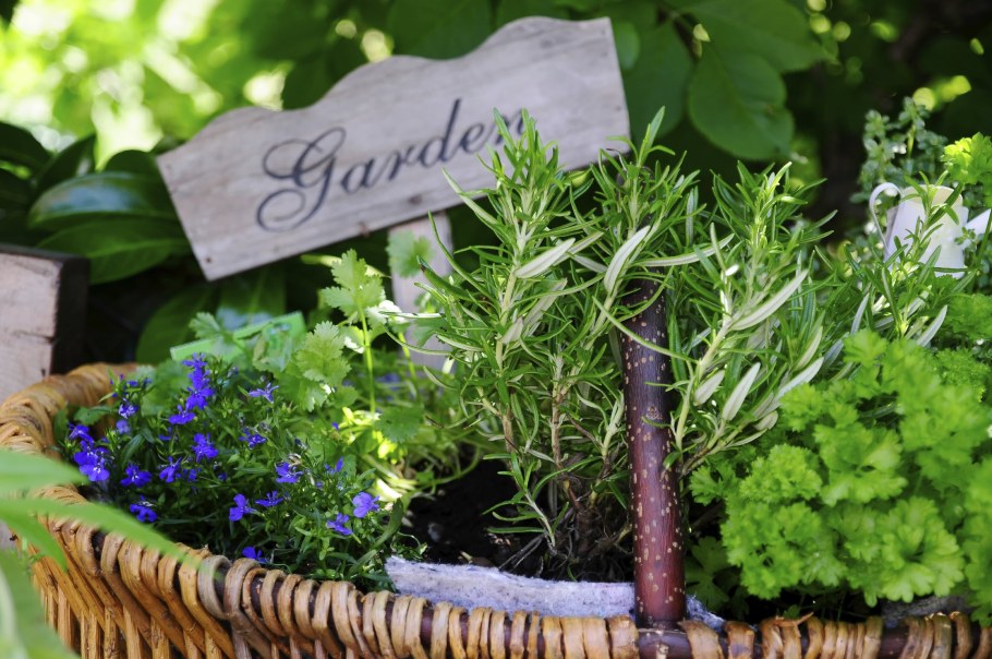 Кутэм пряная трава