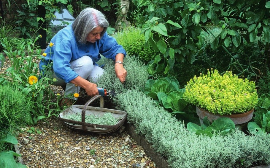 Клумба грядка розмарин тимьян