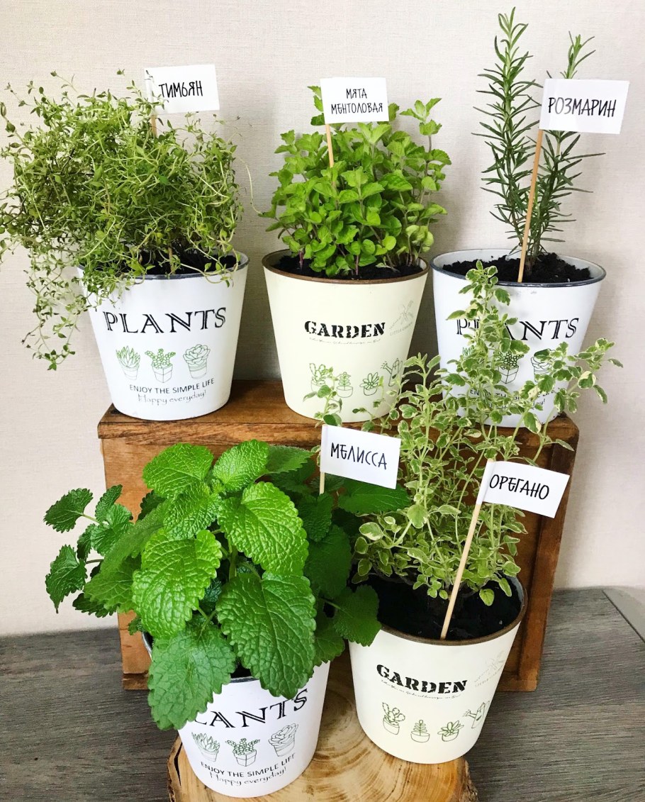 Многолетние пряные травы