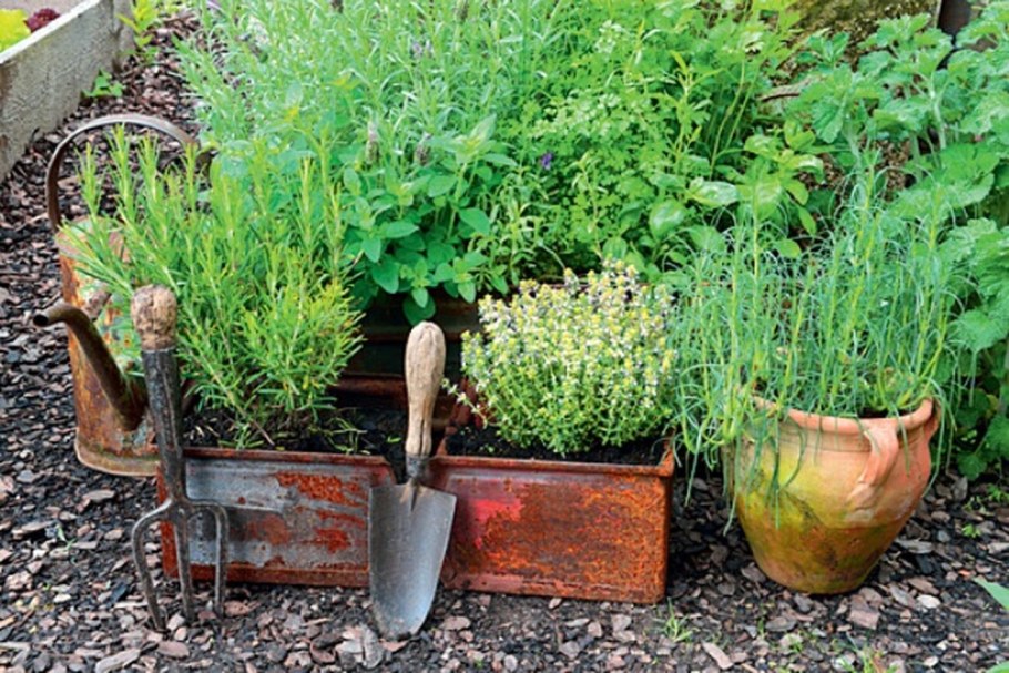 Сад с пряными травами