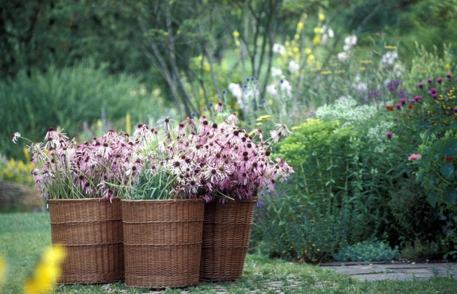 Пряные травы перечень