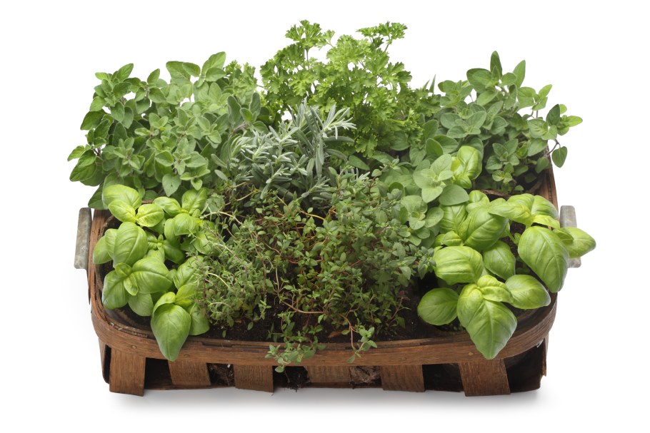 Клумба из лекарственных растений