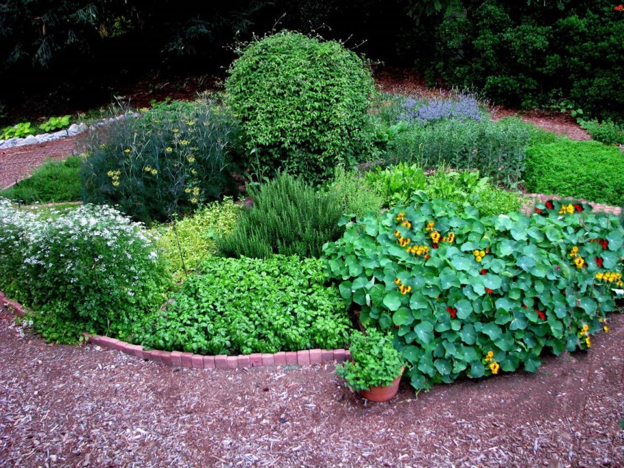 Сальвия вариегатная