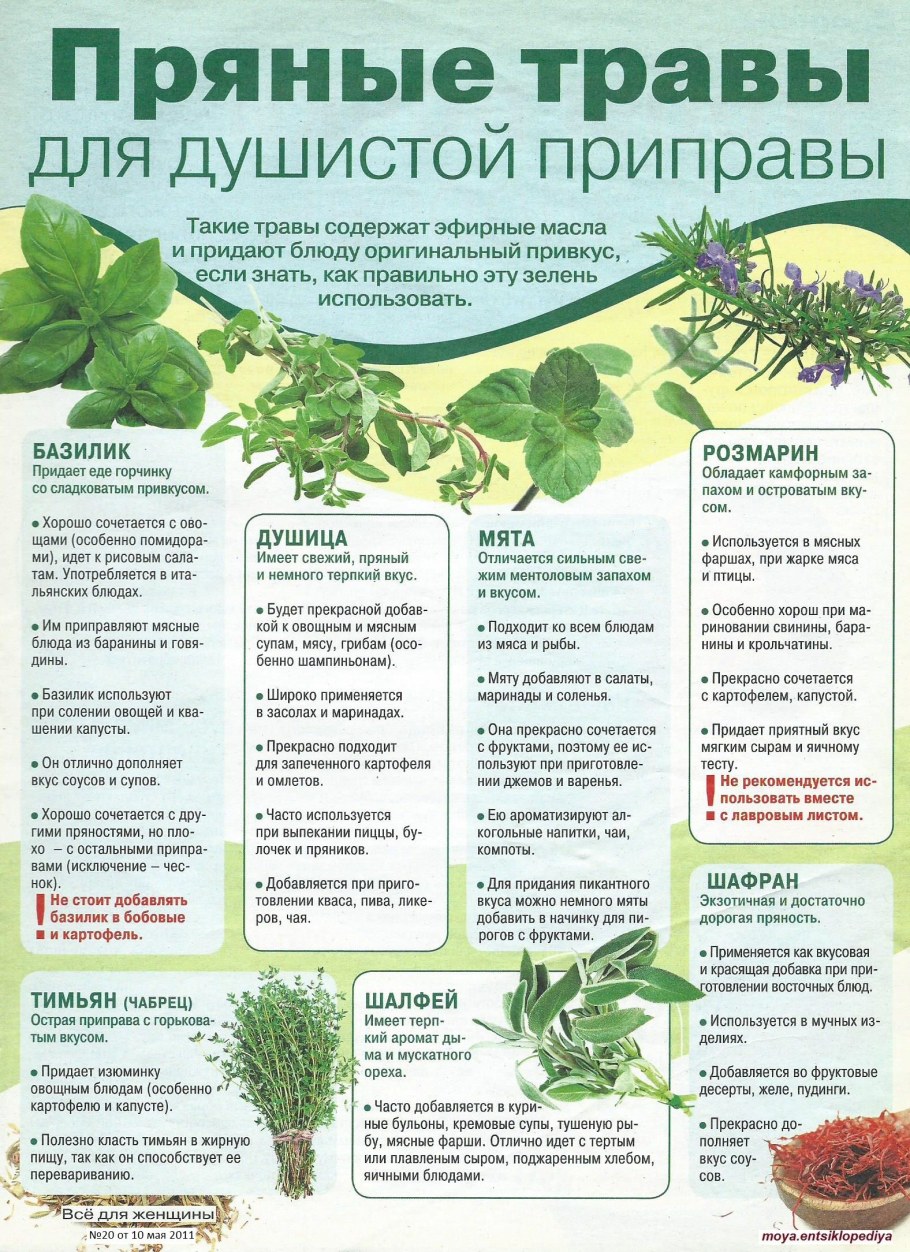 Аптекарский огород пряные травы