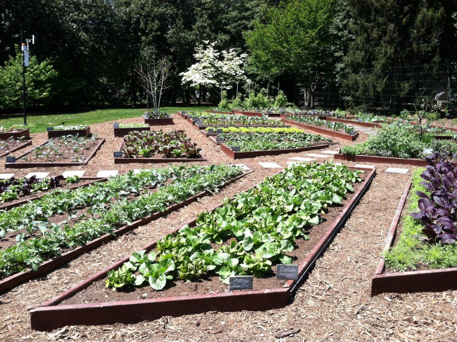 Французский огород мангольд