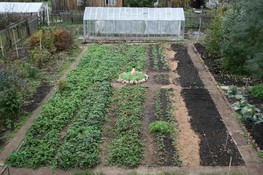 Схема посадки садовых деревьев и кустарников