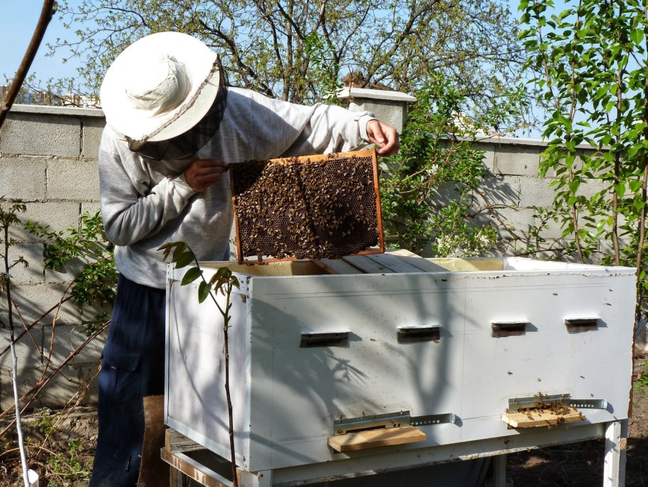 Нестандартные ульи для пчел
