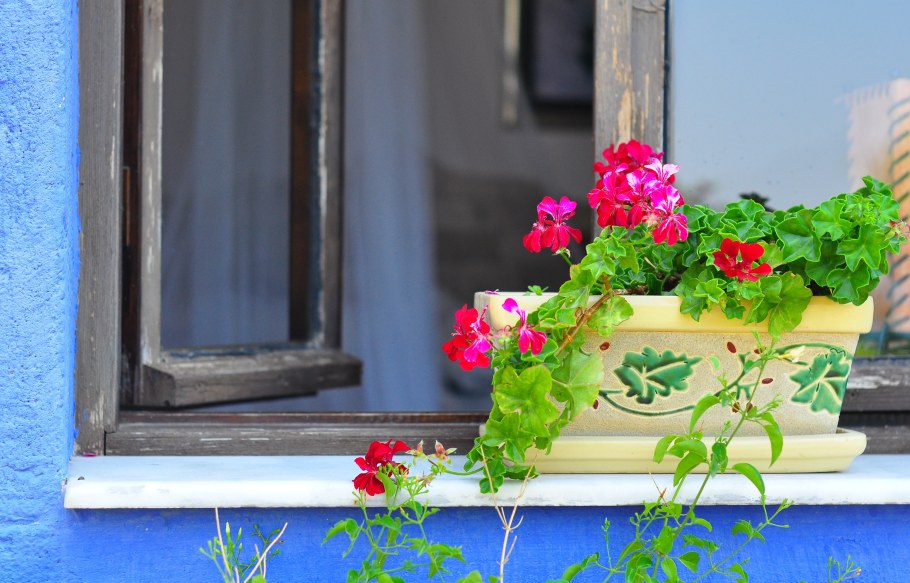 Красивое окно в цветах