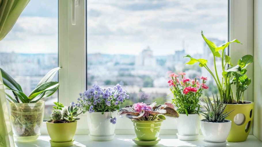 Комнатные растения на подоконнике