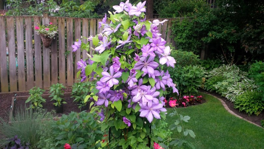 Клематис в ландшафте