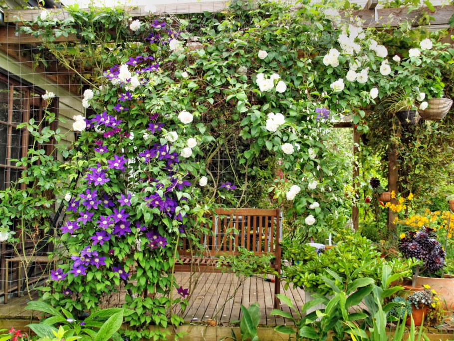 Клематис ашва на арке