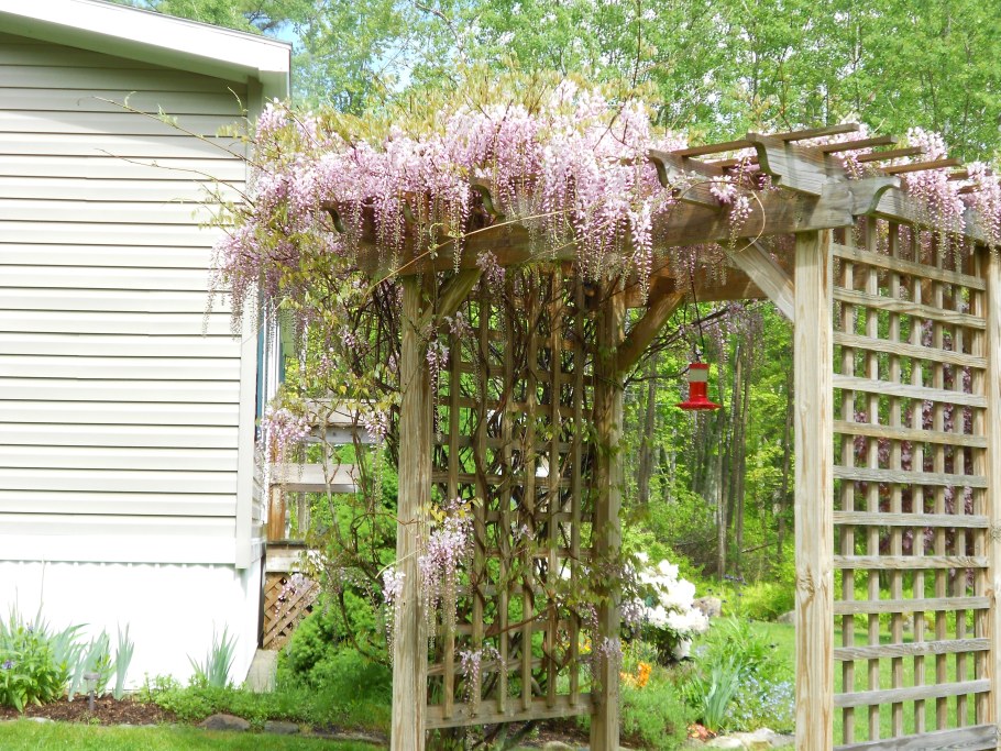 Клематис на стене