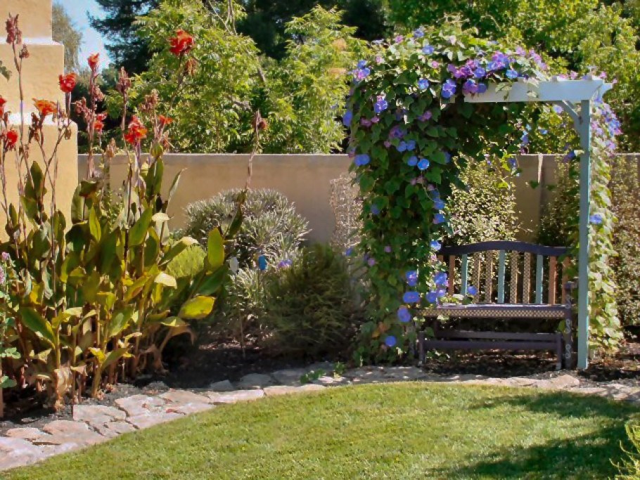 Клематис Жакмана на арке