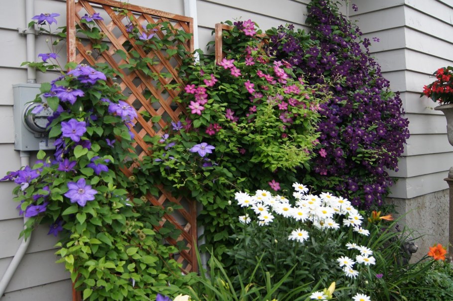 Клематис вертикальное Озеленение