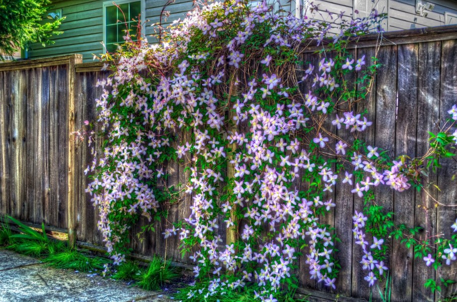 Клематис Лиана