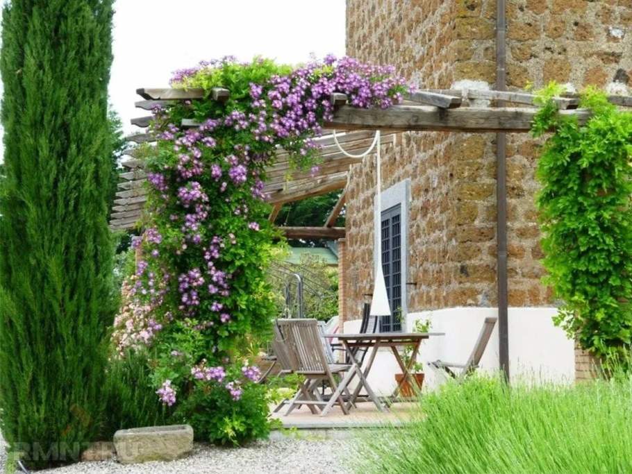 Плетистая роза и клематис