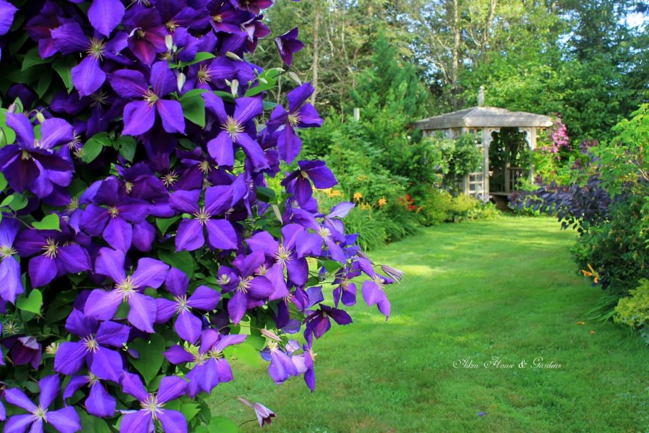 Миксбордер княжики