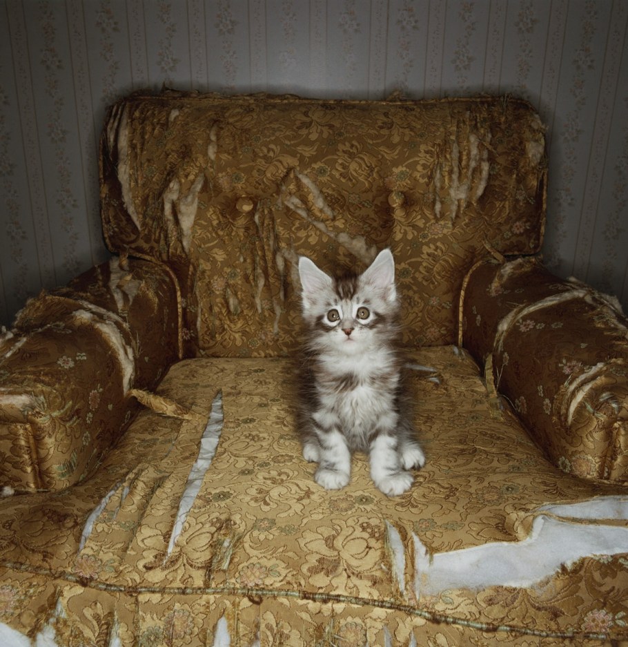 Смешные котики с комментариями