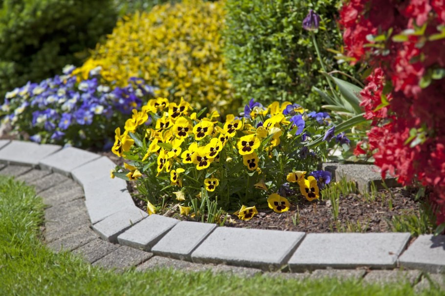 Анютины глазки Виола клумба