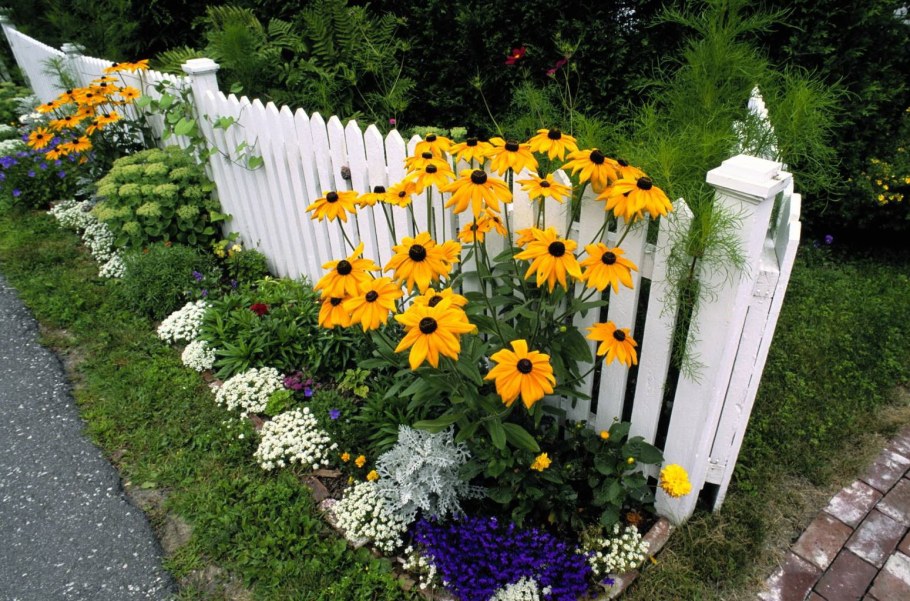 Рудбекия в ландшафте