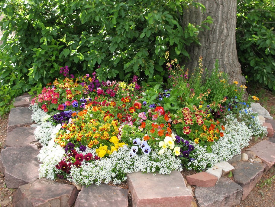 Клумба алиссум и Анютины глазки