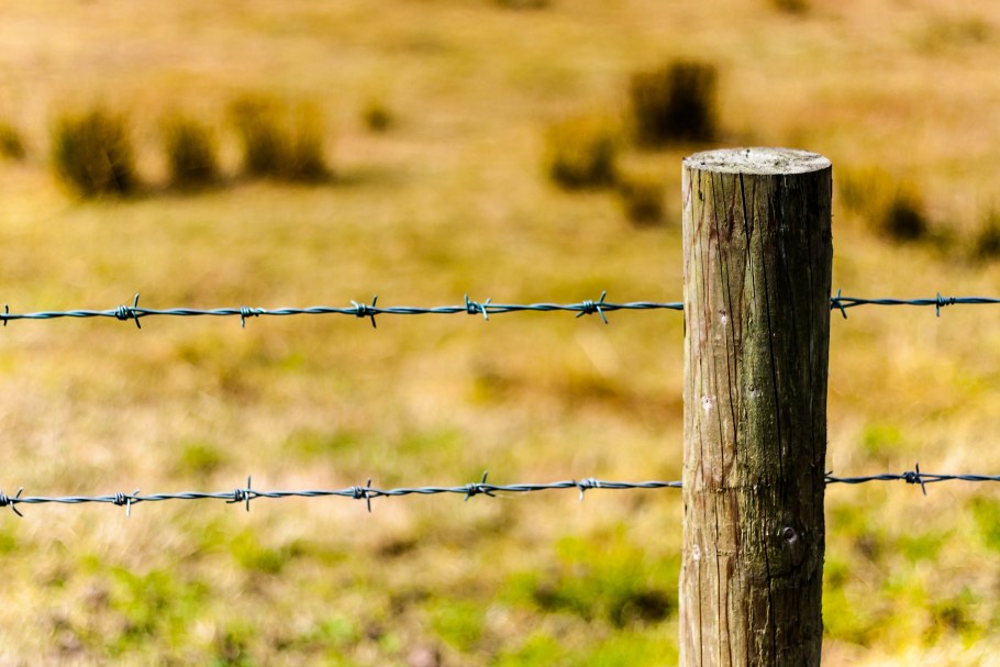 Колючая проволока дерево