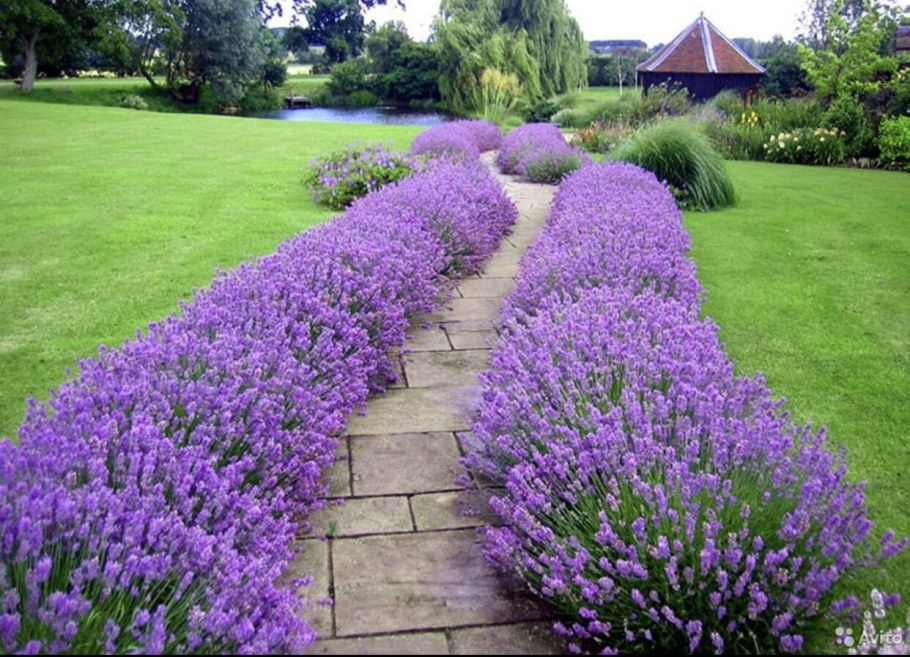 Вереск Живая изгородь