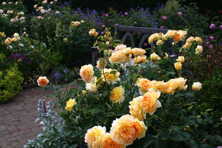 Роза Ингрид Бергман куст