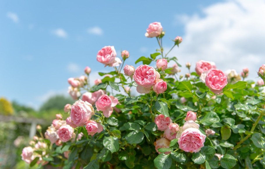 Роза Розариум Ютерсен