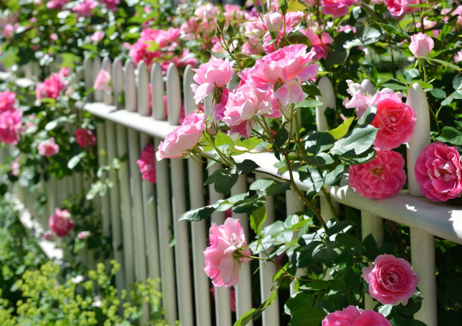 Роза Дженероуз Гарден