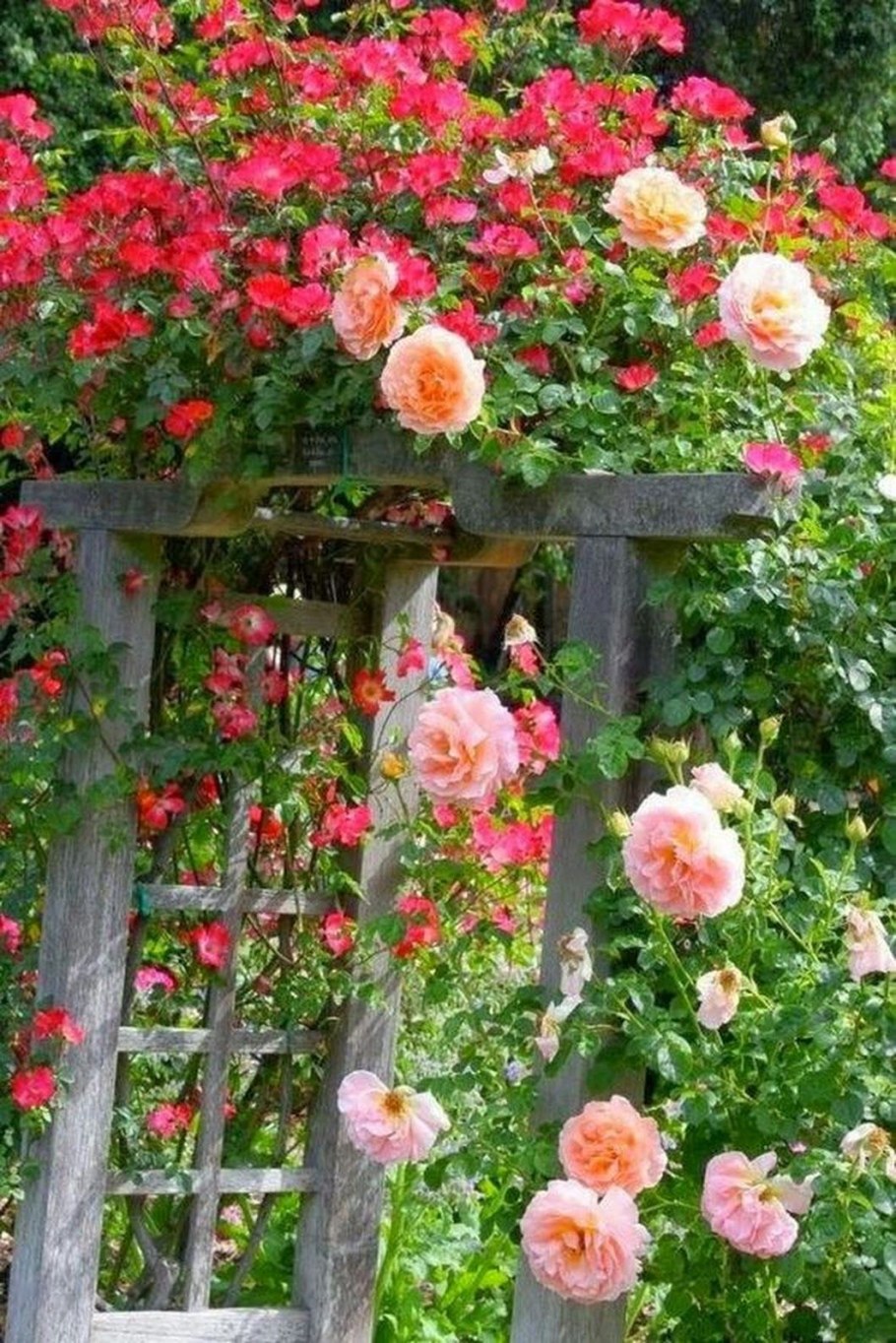 Роза бьютифул Гарден