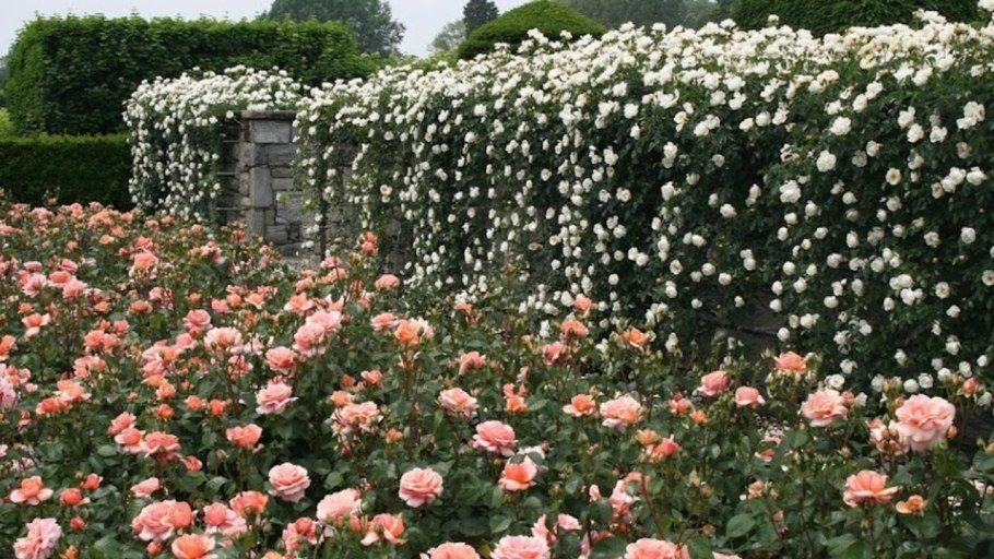 Изгородь для парковой розы