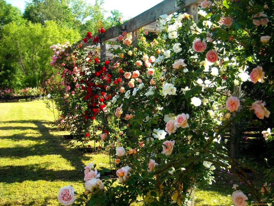 Кустовая плетистая роза Садовая