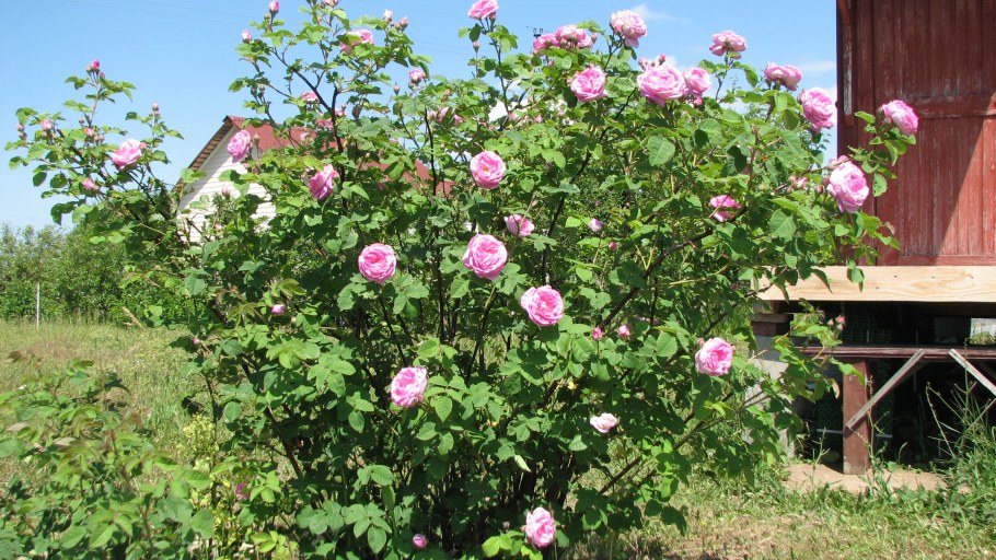 Высокие розы в саду