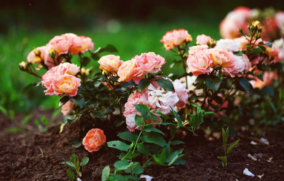 Кустовая роза в земле