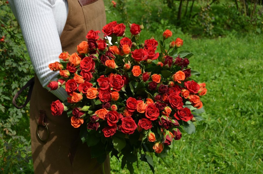 Роза Файер Кинг