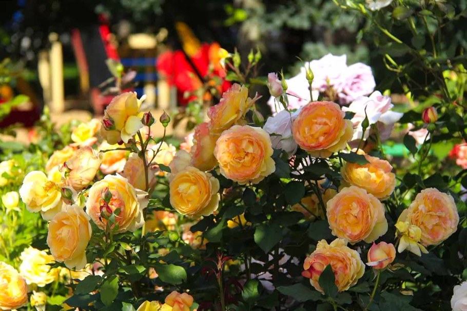 Роза Victorian Peach